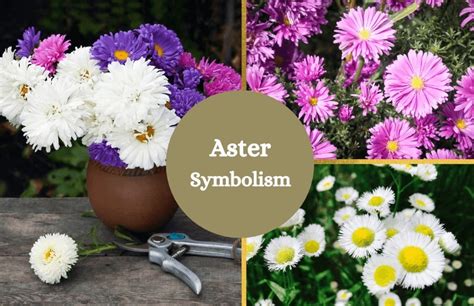 aster adjective|asters symbolism.